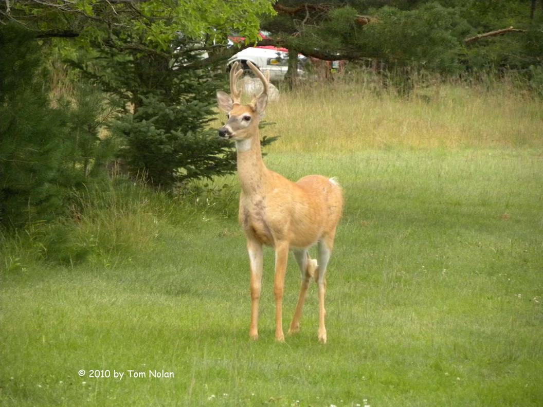 Young buck at Birds Hill PP