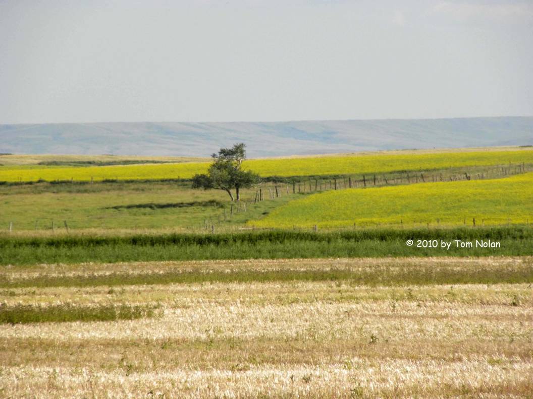 alberta