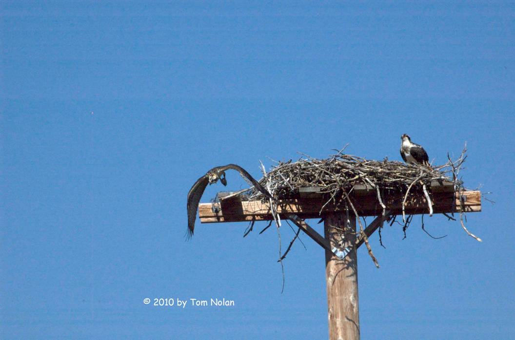 osprey chick's first flight