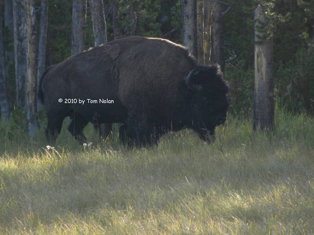 Huge bull grazing in yellowstone